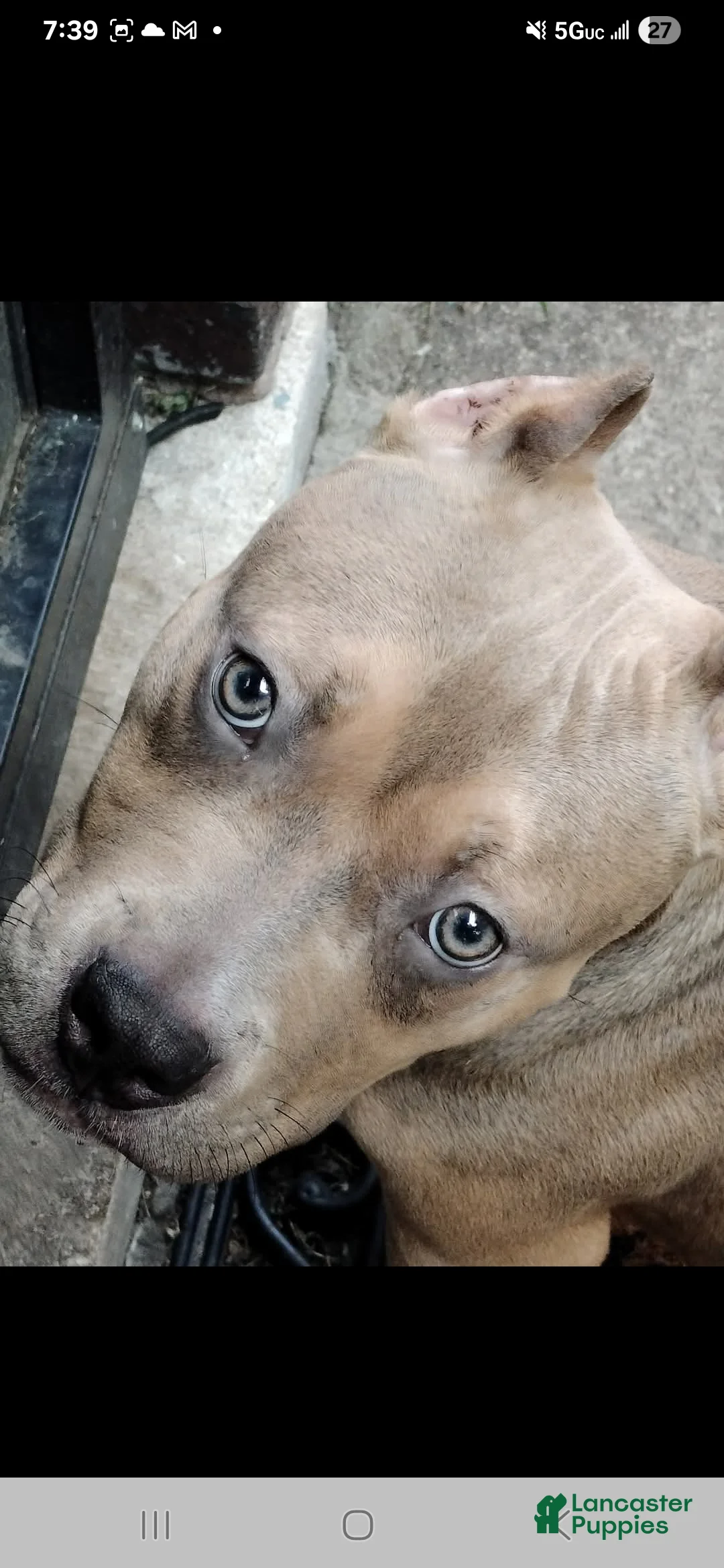 American Bully dogs for sale: American Bully Puppy 2 - Ad 6