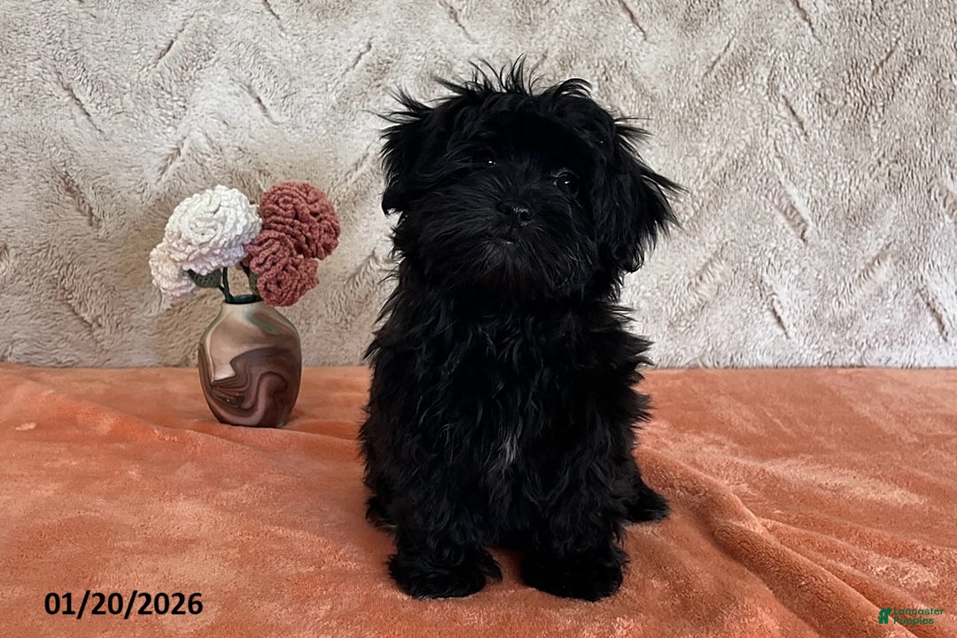 Havapoo dogs for sale: Lilly - Ad 2