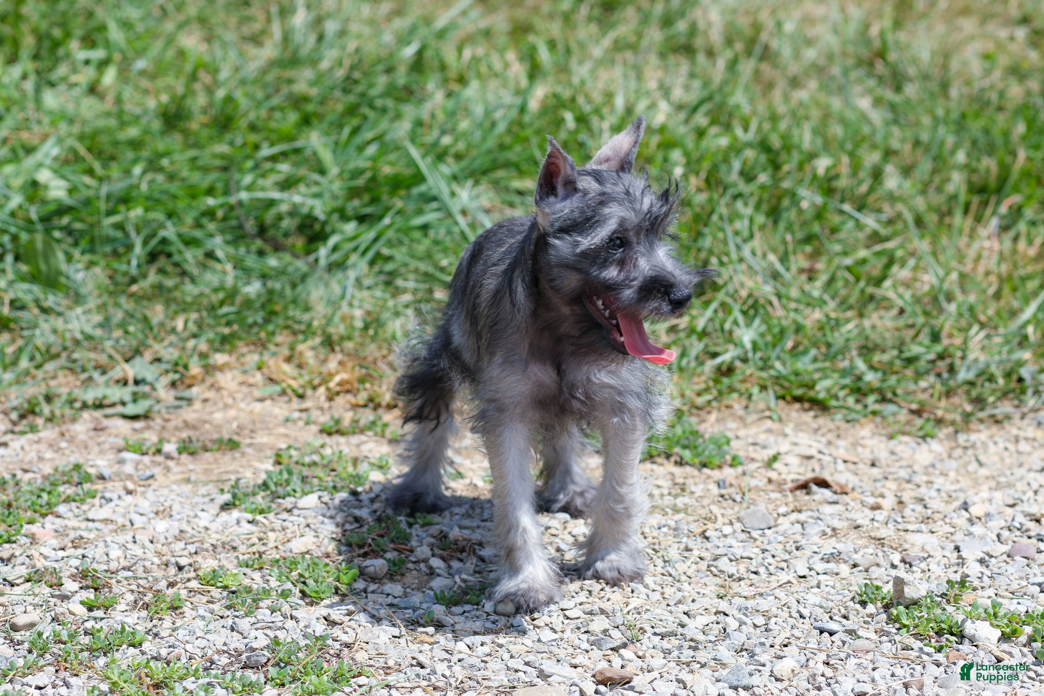 Grey Scottie Puppies Miniature Schnauzer Rat Terrier Mix Miniature