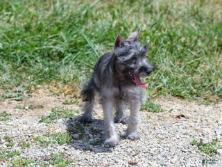 Miniature Schnauzer dogs - Ad 24