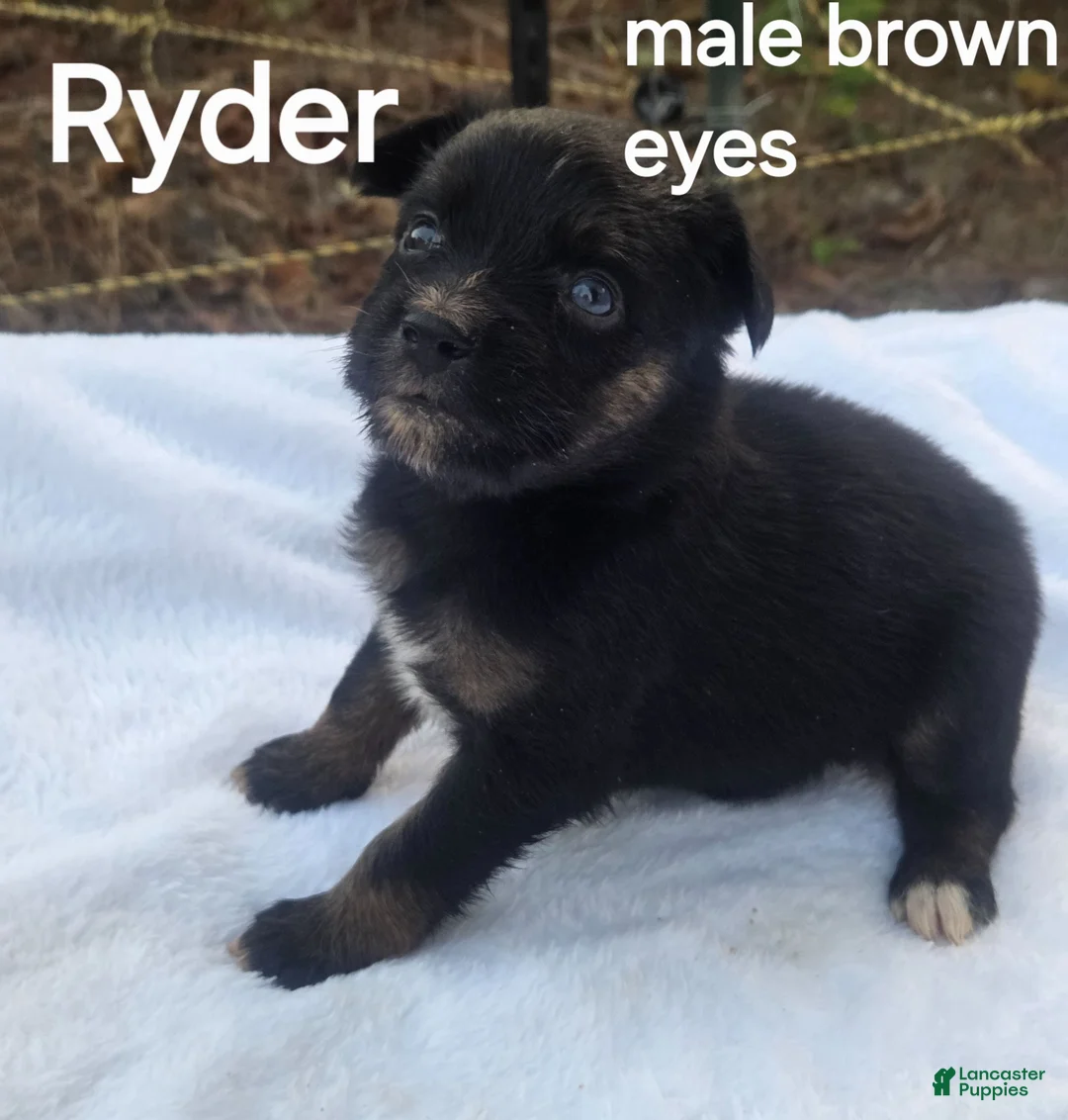 Australian Shepherd dogs for sale: Ryder - Ad 2