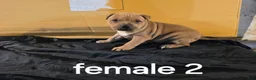 American Pit Bull Terrier dogs for sale: American Pit Bull Terrier 4 - Ad 2