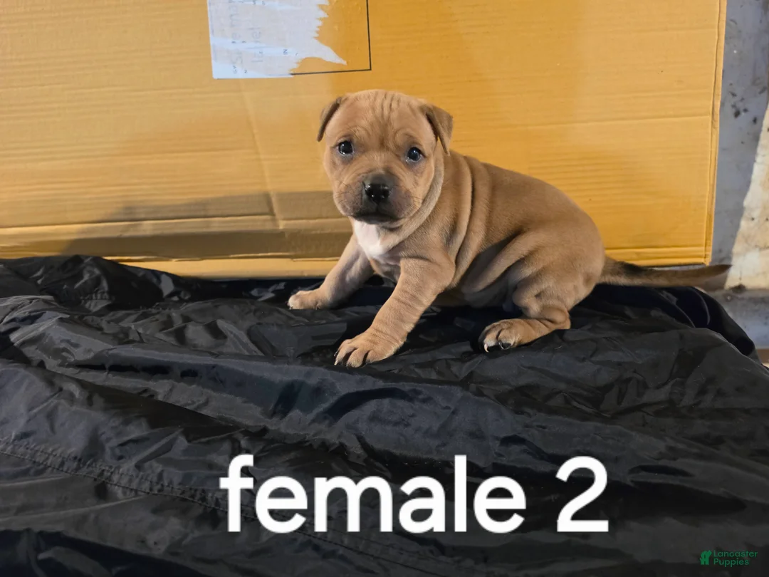 American Pit Bull Terrier dogs for sale: American Pit Bull Terrier 4 - Ad 2