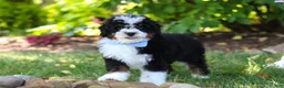 Mini Bernedoodle dogs for sale: Tucker - Ad 9