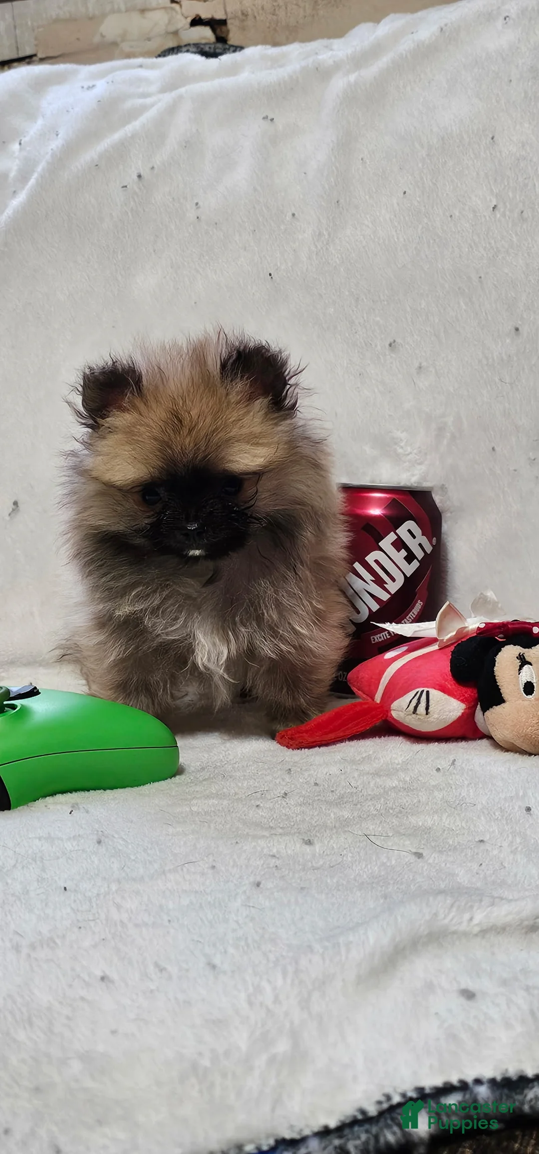 Pomeranian dogs for sale: Rocky - Ad 2