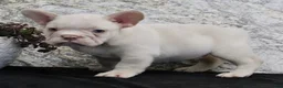 French Bulldog dogs for sale: Rambo - Ad 5