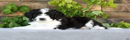 Saint Berdoodles dogs for sale: Ivy - Ad 3