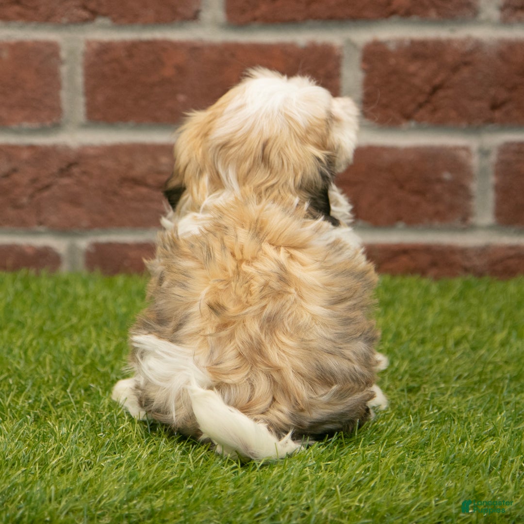 Havapoo dogs for sale: Barney - Ad 6