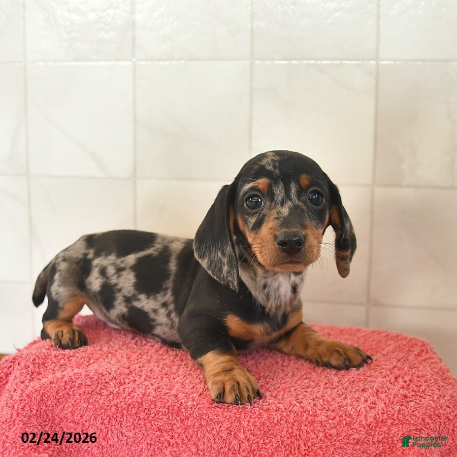 Miniature Dachshund dogs Felix  - Ad 2