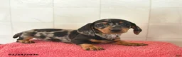 Miniature Dachshund dogs for sale: Felix  - Ad 2