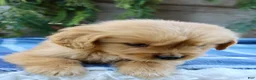 Golden Retriever dogs for sale: Tiny Timmy  - Ad 6