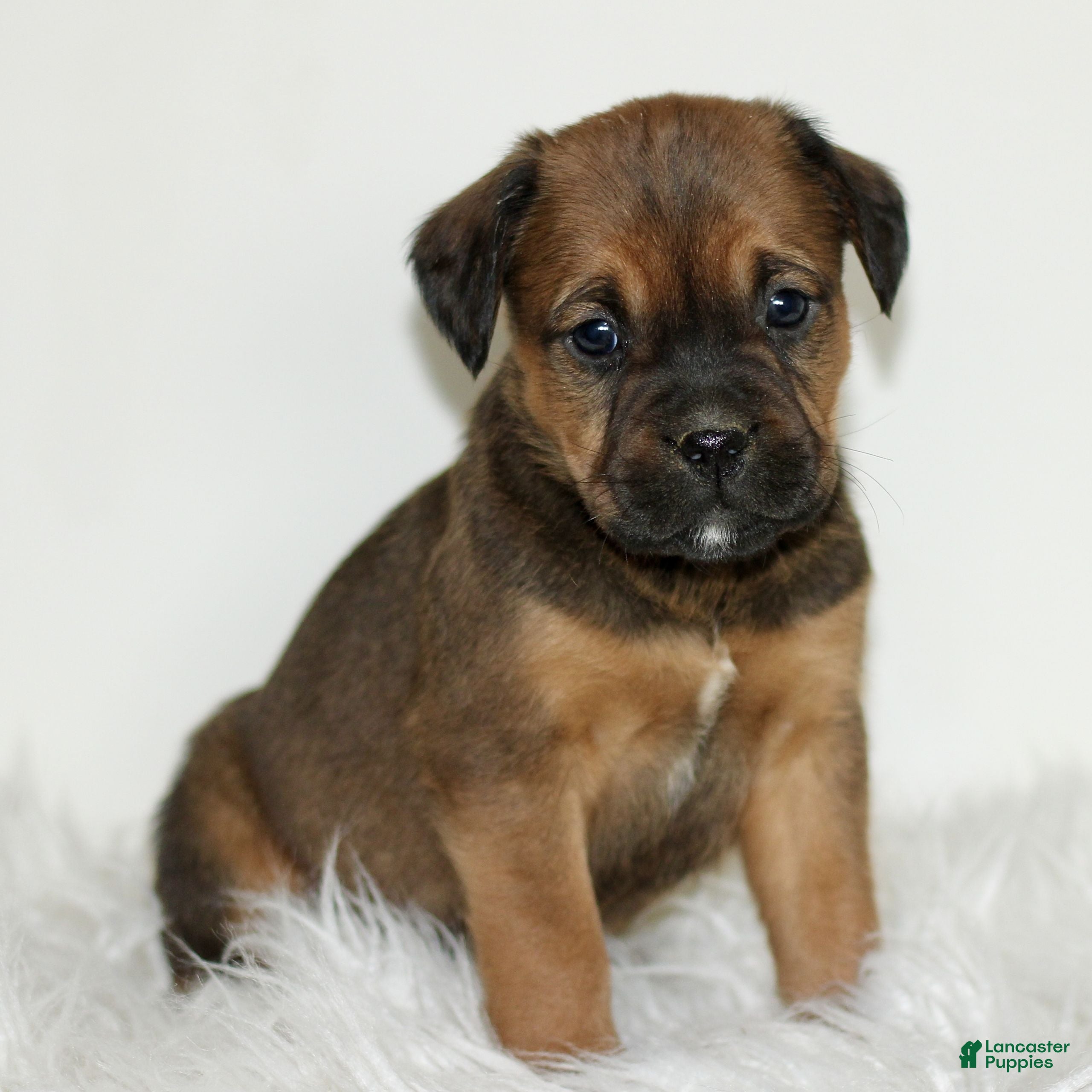 Mixed Breed dogs Daisy  - Ad 27