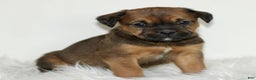 Mixed Breed dogs for sale: Daisy  - Ad 1