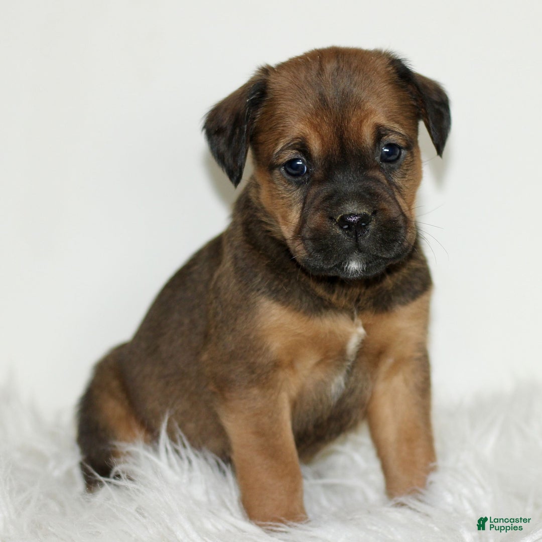 Mixed Breed dogs for sale: Daisy  - Ad 1