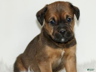 Mixed Breed dogs Daisy - Ad 27