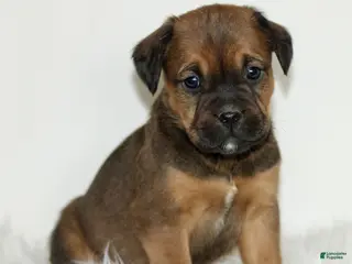 Mixed Breed dogs Daisy - Ad 32