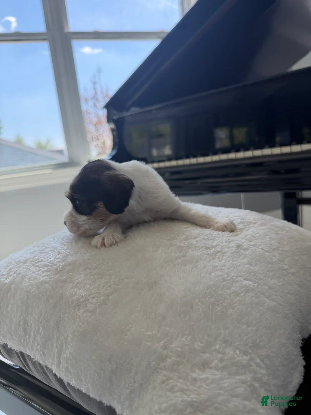 Cockapoo dogs for sale: Cash - Ad 2