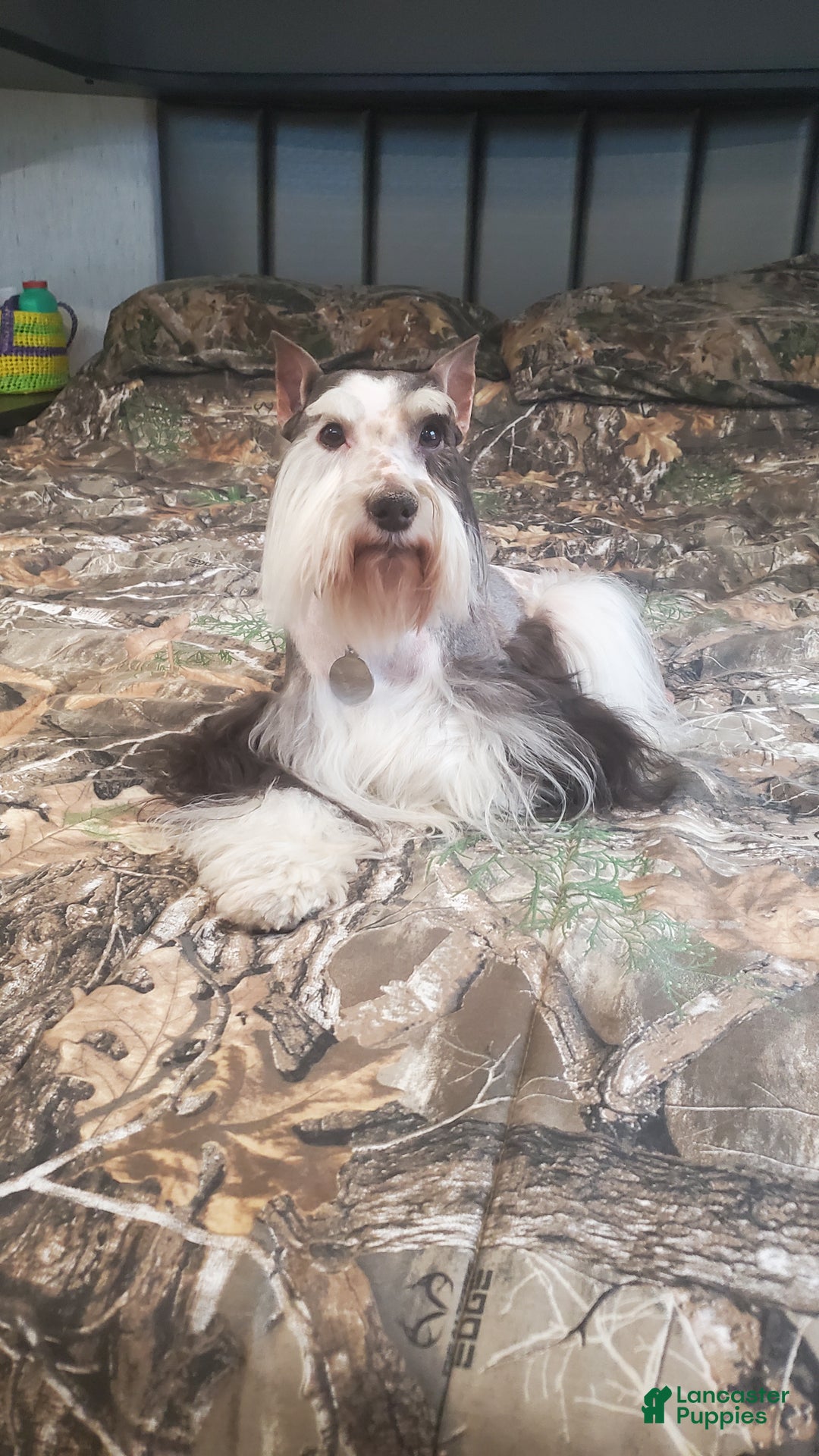 Gallery Image {{count}}