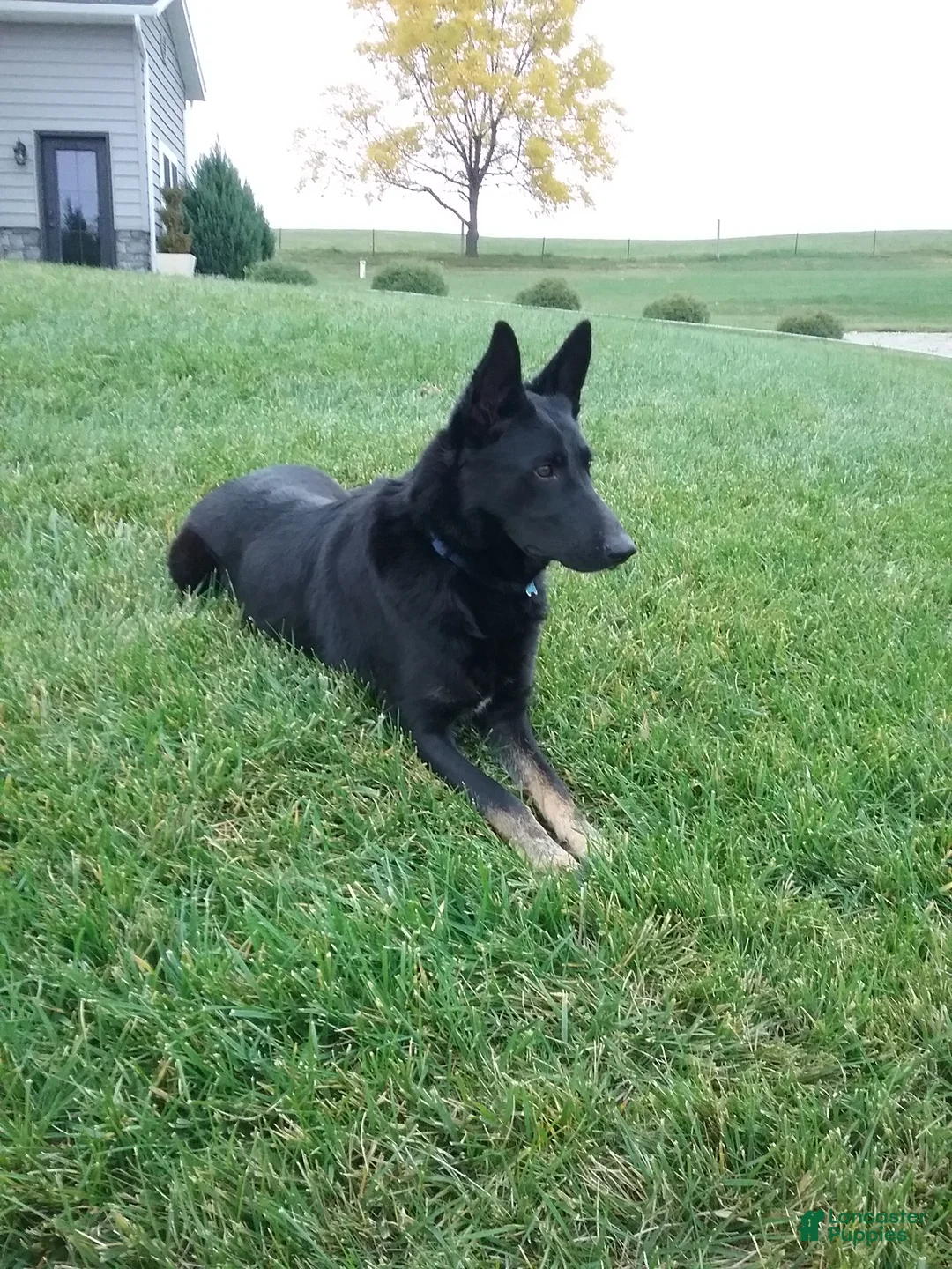 German Shepherd dogs for sale: Macie - Ad 5