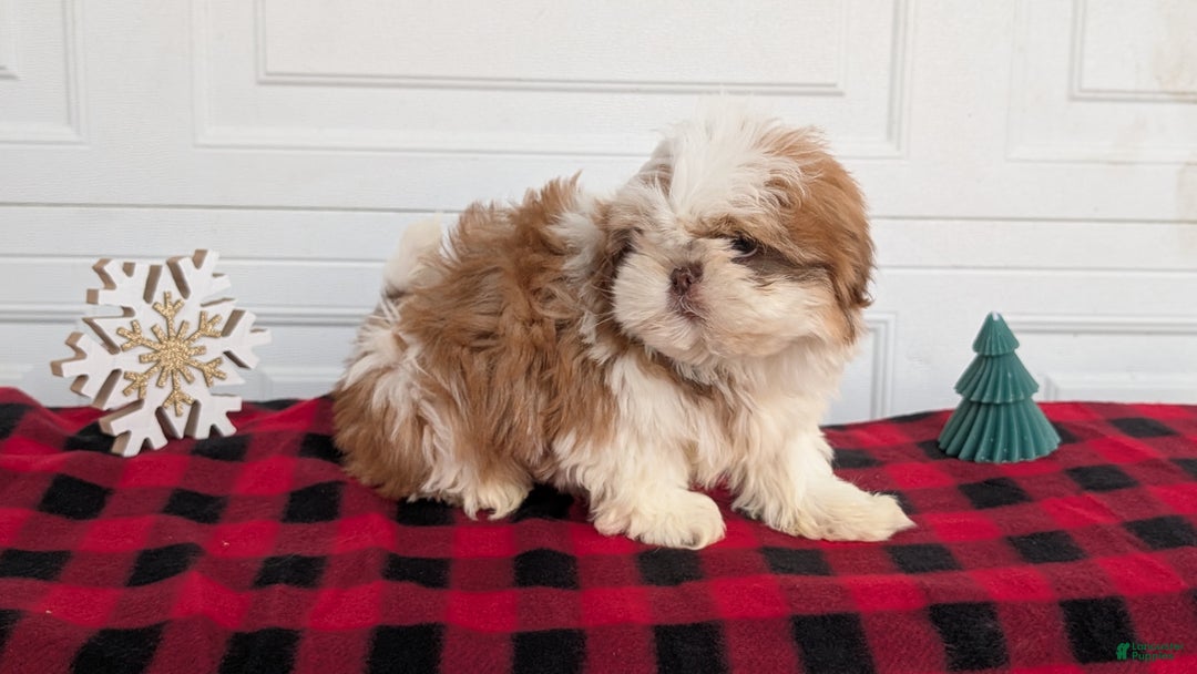 Shih Tzu dogs for sale: Mac - Ad 11