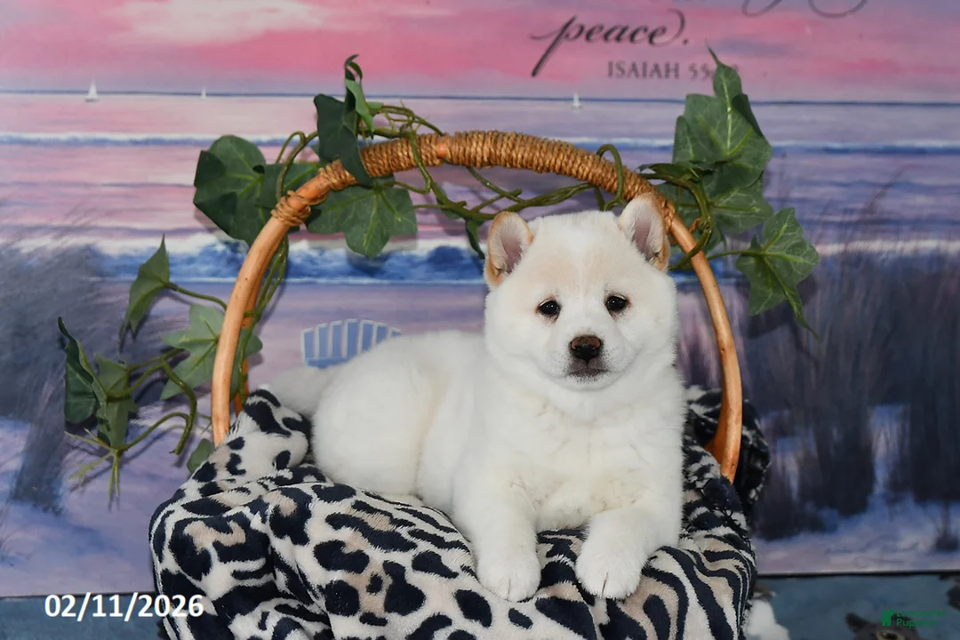 Shiba Inu dogs for sale: Bonnie - Ad 1