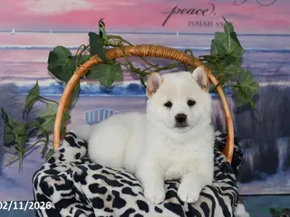 Shiba Inu dogs Bonnie - Ad 16