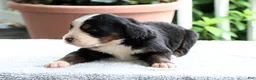 Bernese Mountain Dog dogs for sale: Kamila - Ad 3
