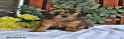 Shihpoo dogs for sale: Cinnamon - Ad 4