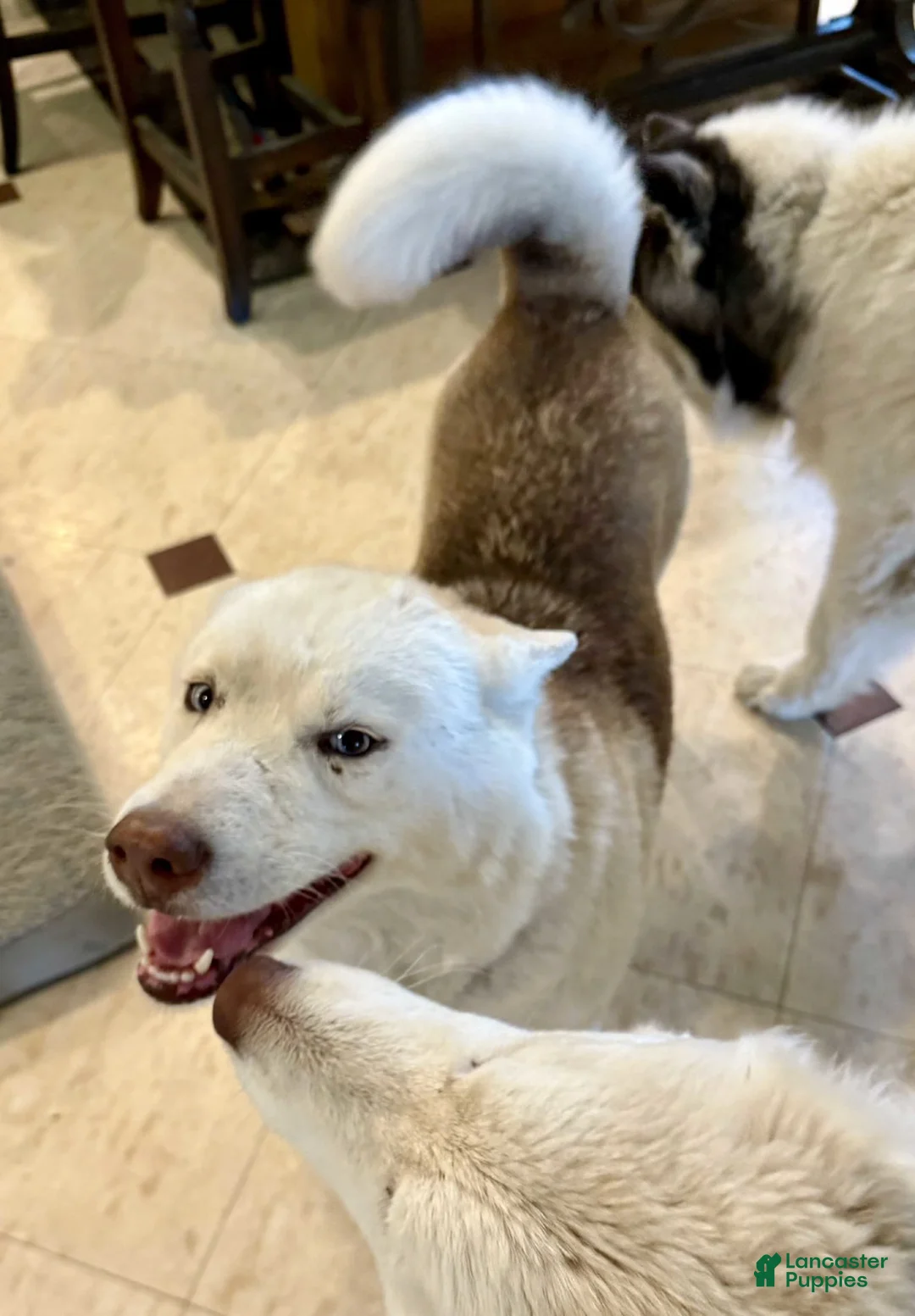 Siberian Husky dogs for sale: Siberian Husky 1 - Ad 4