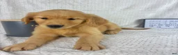 Golden Retriever dogs for sale: Rosie - Ad 4