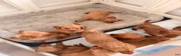 Golden Retriever dogs for sale: Golden Retriever Puppy 7 - Ad 6