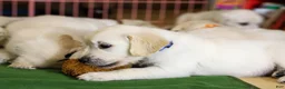 Golden Retriever dogs for sale: Chicory - Ad 20