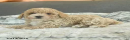 Toy Poodle dogs for sale: Yacklynn - Ad 4