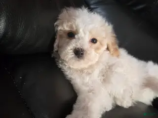 Havapoo dogs Havapoo Puppy 1 - Ad 15