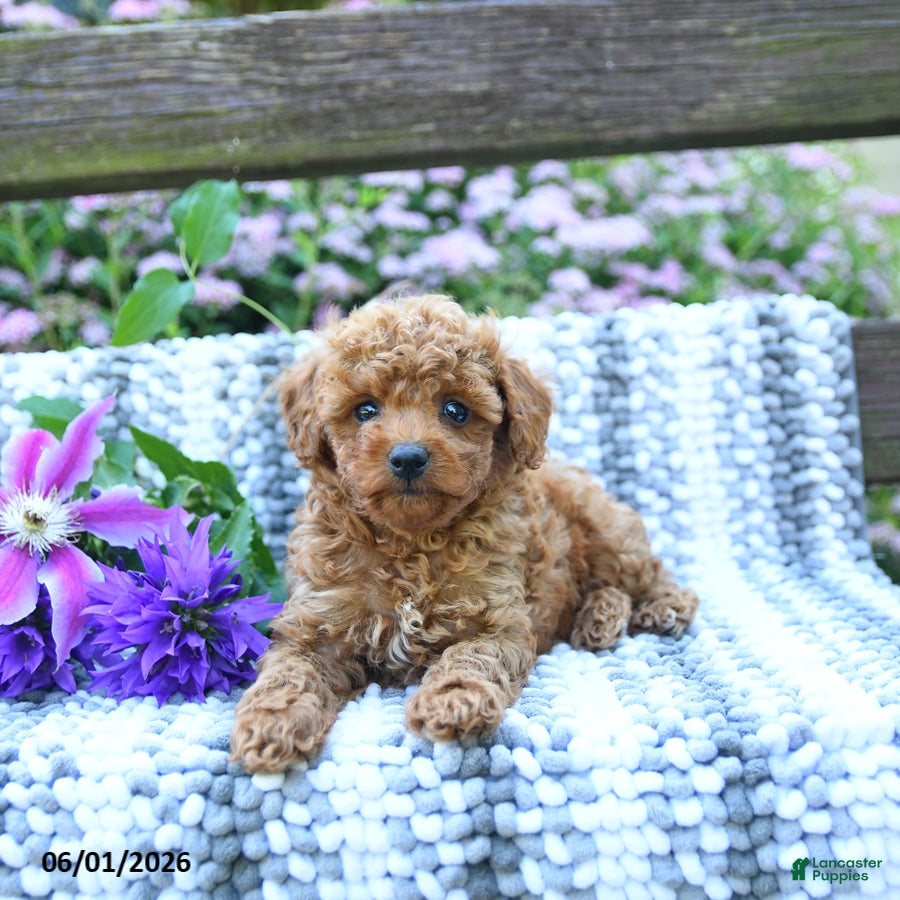 Miniature Poodle dogs Colton - Ad 1