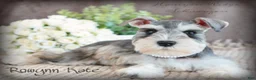 Miniature Schnauzer dogs for sale: Akc Wallen - Ad 4