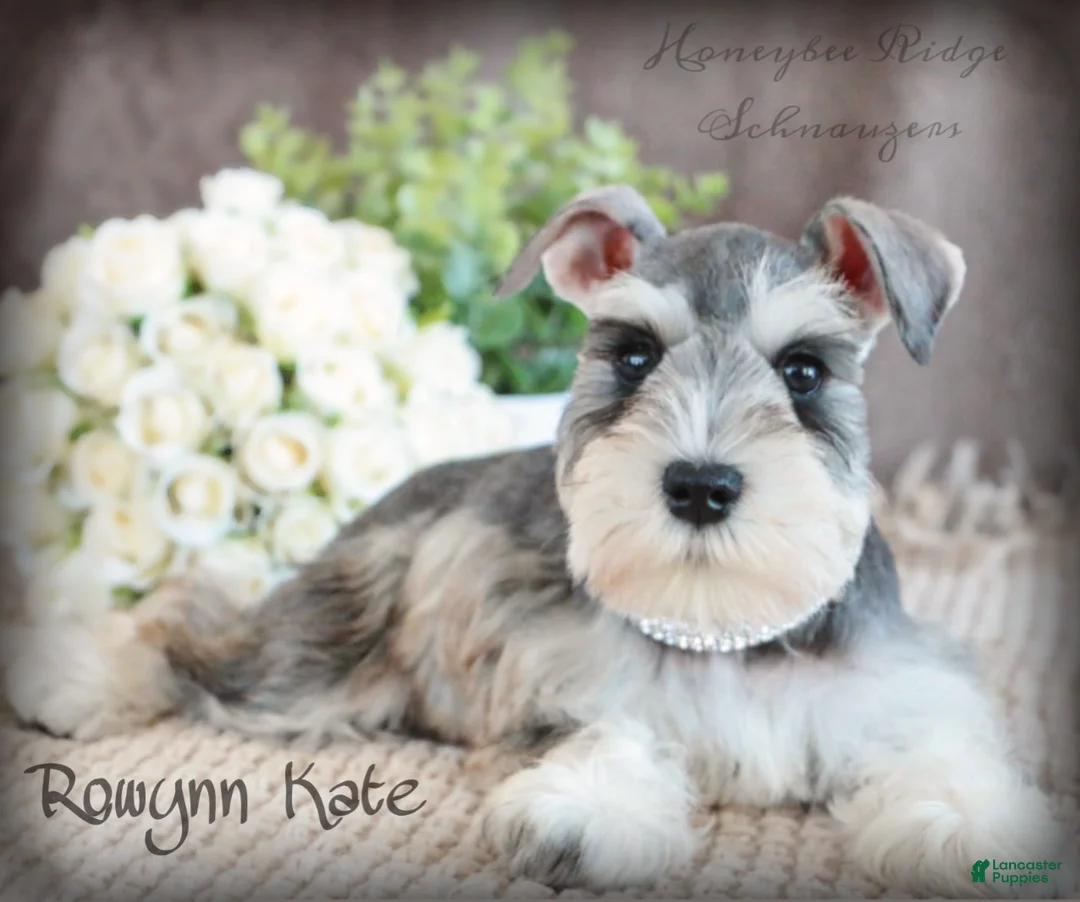 Miniature Schnauzer dogs for sale: Akc Wallen - Ad 4