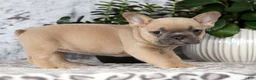French Bulldog dogs for sale: Bella - Ad 7