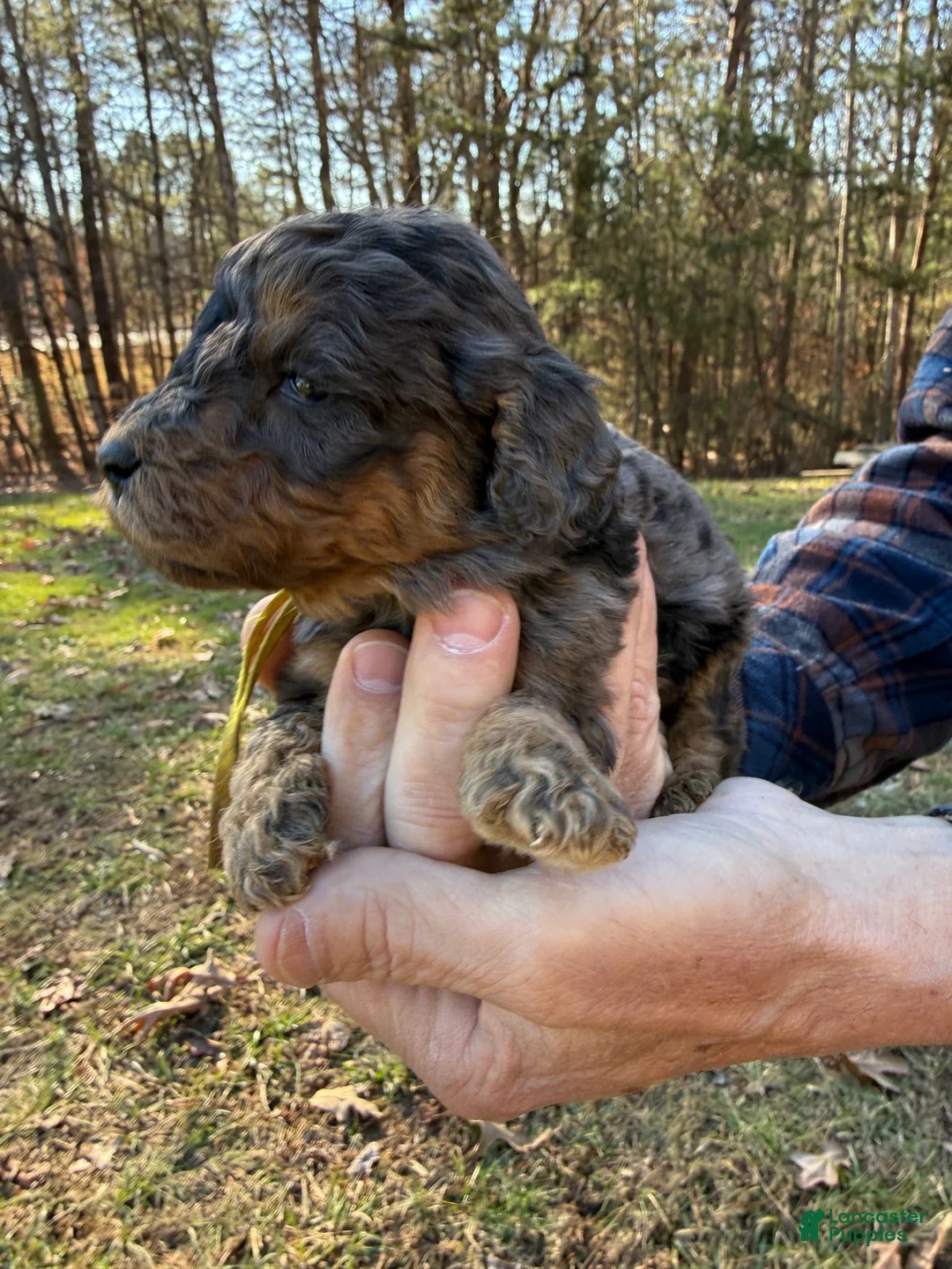 Goldendoodle dogs for sale: Goldendoodle Puppy 2 - Ad 3