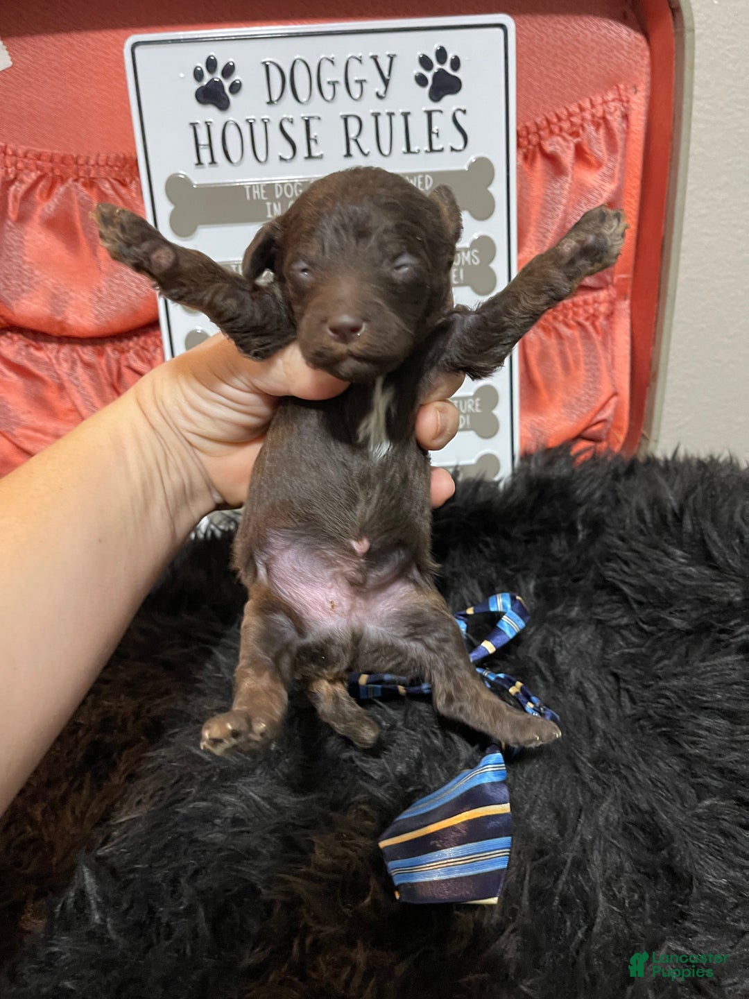 Miniature Poodle dogs for sale: Akc Clear Chocolate Phantom Boy 2 - Ad 29
