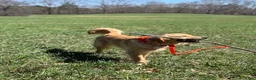 Golden Retriever dogs for sale: Golden Retriever 1 - Ad 14