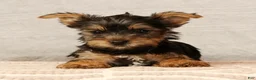 Yorkshire Terrier dogs for sale: Hershey - Ad 2