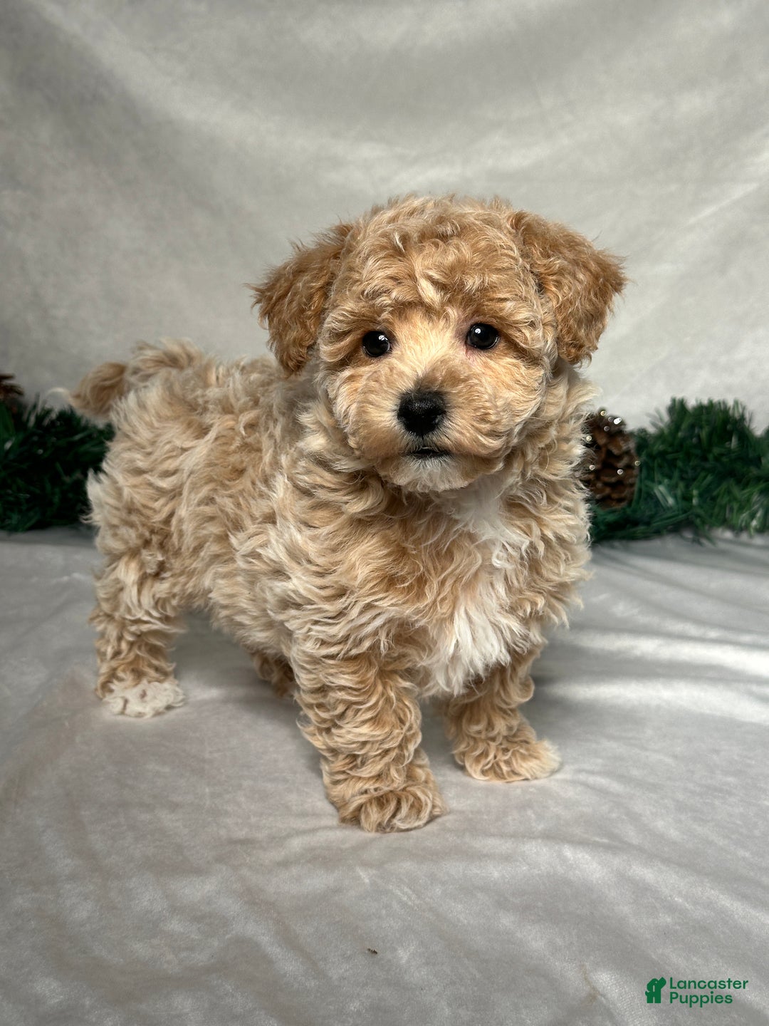 Bichpoo dogs for sale: Archie  - Ad 4