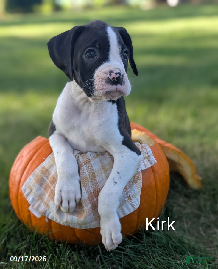 Boxer dogs for sale: Kirk - Ad 1