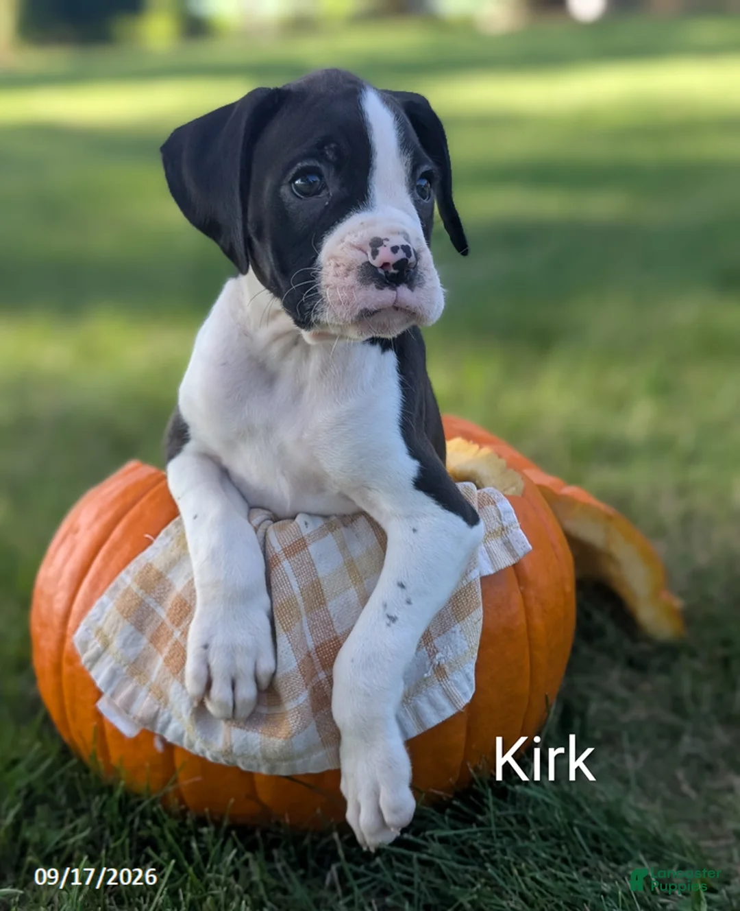 Boxer dogs for sale: Kirk - Ad 1