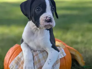Boxer dogs Kirk - Ad 4
