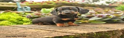 Miniature Dachshund dogs for sale: Randy - Ad 1
