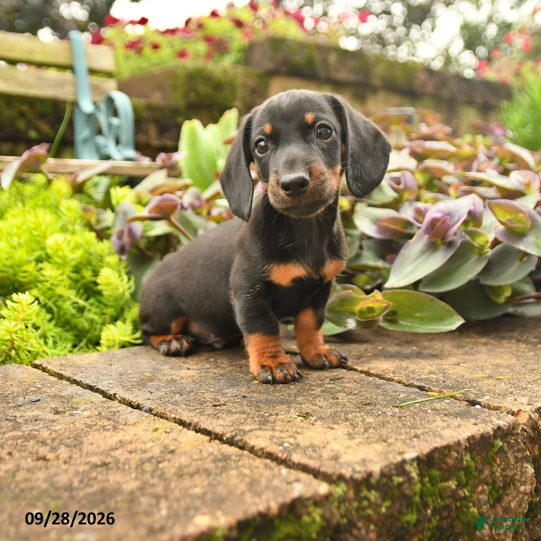 Miniature Dachshund dogs for sale: Randy - Ad 1