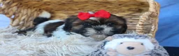 Shih Tzu dogs for sale: ROSCOE - Ad 12