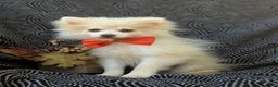 Pomeranian dogs for sale: Kent Genetic Testing - Ad 3